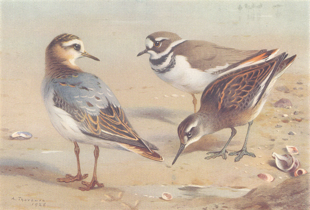 BRITISH BIRDS. Grey Phalarope; Killdeer Plover; Red-Necked. THORBURN 1926